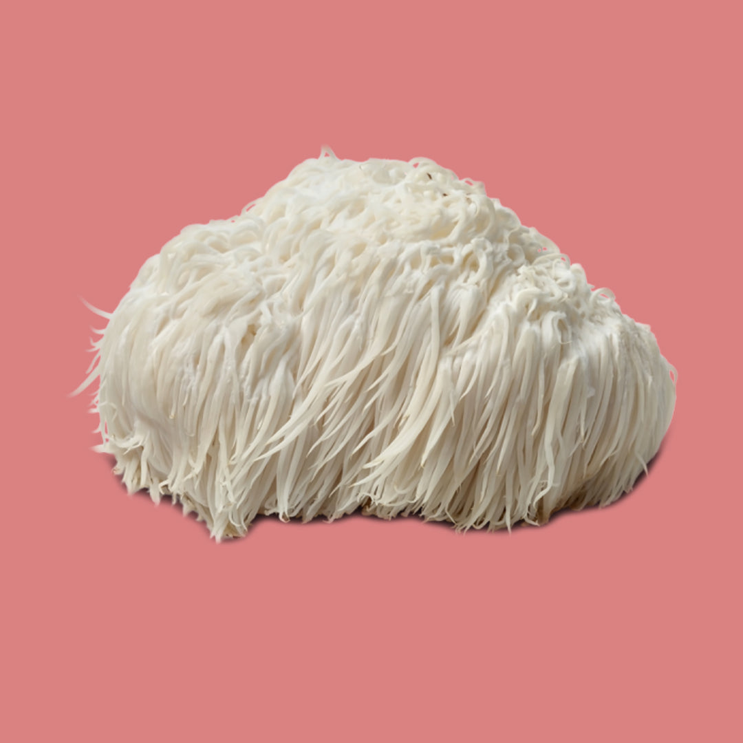 The Brain Benefits of Lion's Mane Mushroom