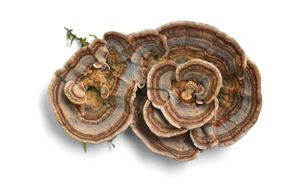A Guide to Turkey Tail Mushroom