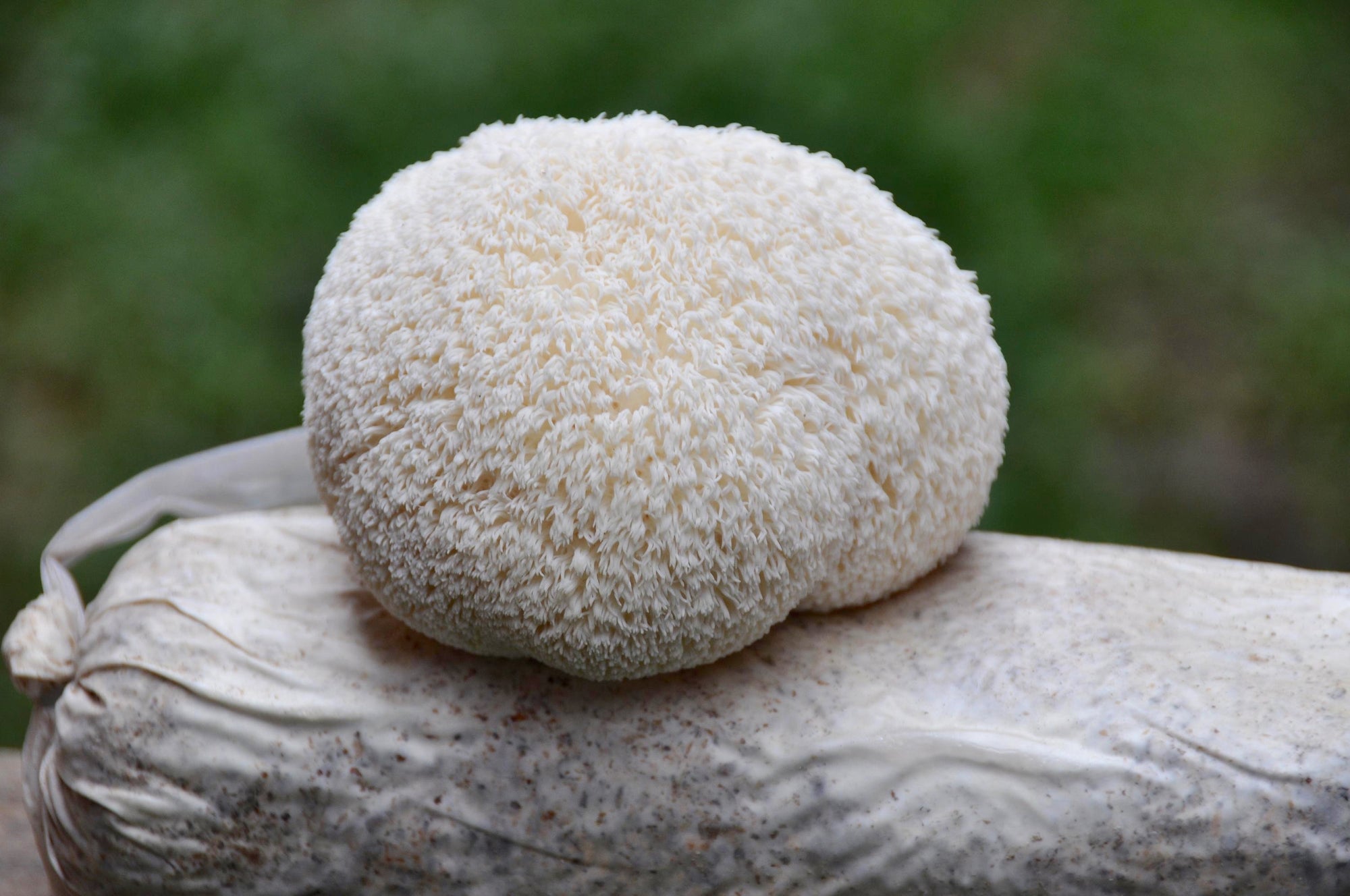 Private Label Lion's Mane Mushroom Tincture