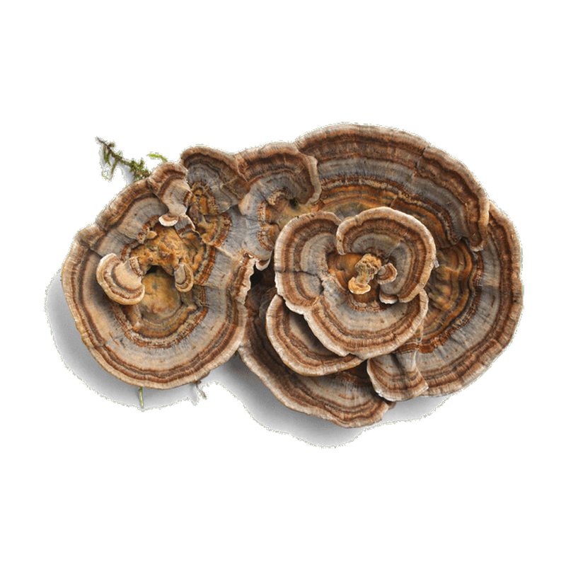 Turkey Tail Mushroom