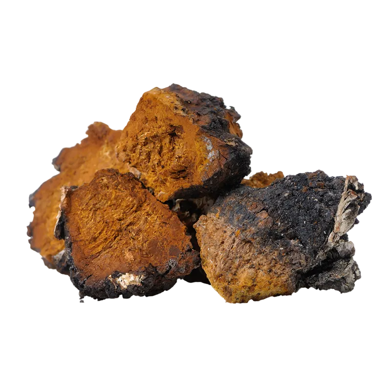 Chaga Mushroom