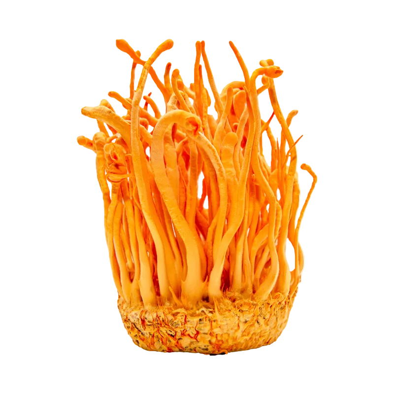 Cordyceps Mushroom