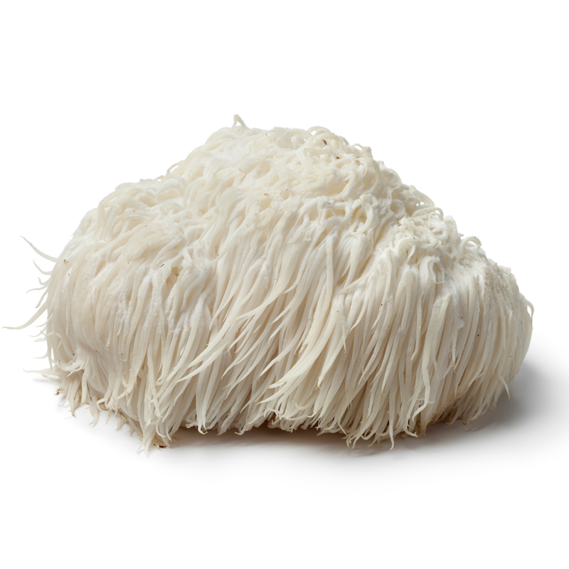Lion's Mane Mushroom
