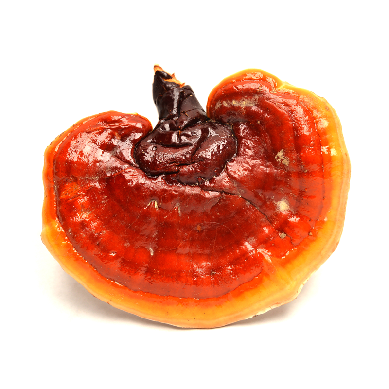 Reishi Mushroom