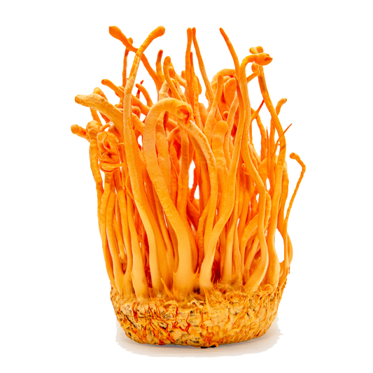 Cordyceps mushrooms used in Shroomworks Inner Energy wellness shots