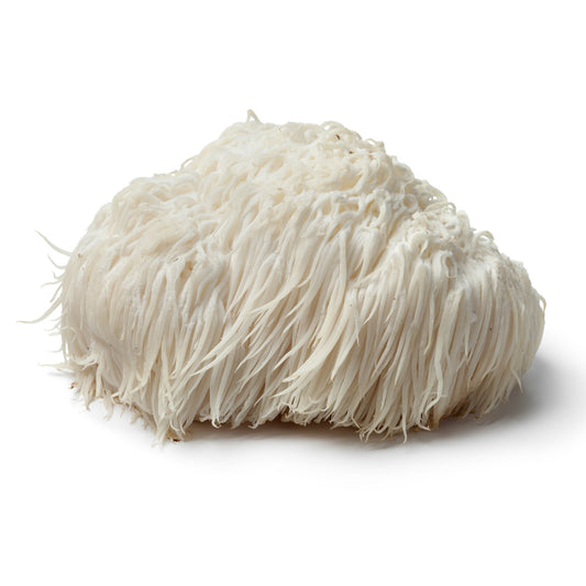 Lions mane mushrooms used in Shroomworks Mental Magic wellness shots