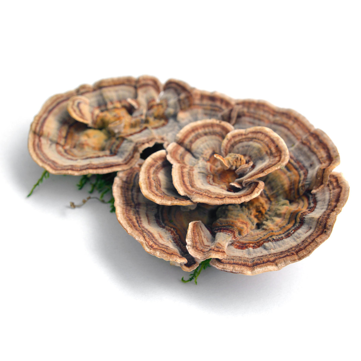 Turkey Tail mushrooms used in Shroomworks Immunity Glow wellness shots